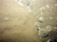 Image of seabed - photo.