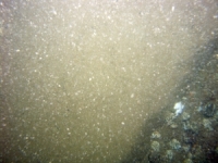 Image of seabed - photo.