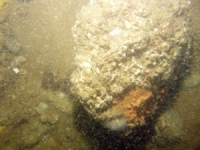 Image of seabed - photo.