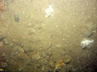 Image of seabed - photo.