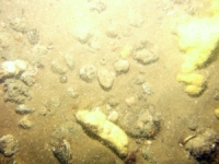 Image of seabed - photo.