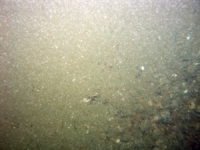 Image of seabed - photo.