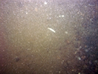 Image of seabed - photo.