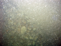 Image of seabed - photo.