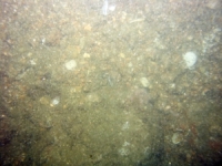 Image of seabed - photo.