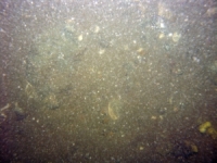 Image of seabed - photo.