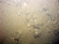 Image of seabed - photo.