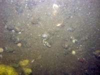 Image of seabed - photo.