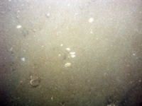 Image of seabed - photo.