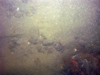 Image of seabed - photo.