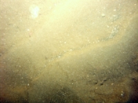 Image of seabed - photo.