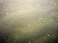 Image of seabed - photo.