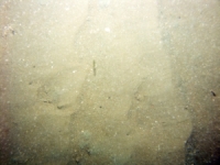 Image of seabed - photo.