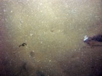 Image of seabed - photo.