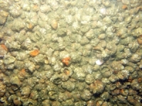 Image of seabed - photo.