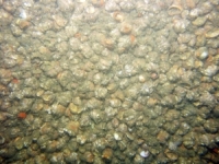 Image of seabed - photo.