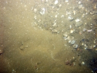 Image of seabed - photo.