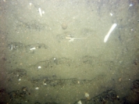 Image of seabed - photo.