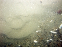 Image of seabed - photo.