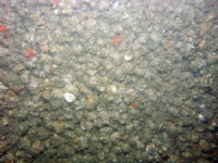 Image of seabed - photo.