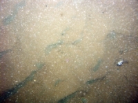 Image of seabed - photo.