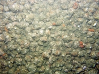 Image of seabed - photo.