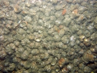 Image of seabed - photo.