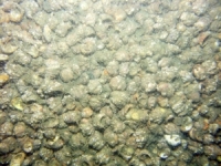 Image of seabed - photo.