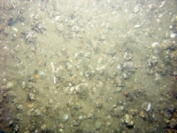 Image of seabed - photo.