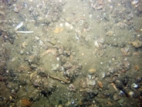 Image of seabed - photo.