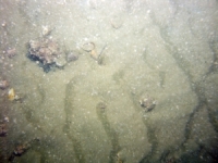 Image of seabed - photo.