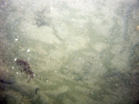 Image of seabed - photo.