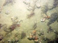 Image of seabed - photo.