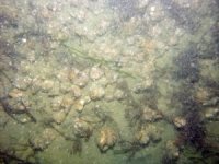 Image of seabed - photo.