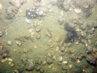 Image of seabed - photo.