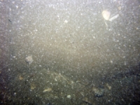 Image of seabed - photo.