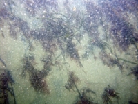 Image of seabed - photo.