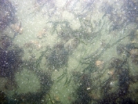 Image of seabed - photo.