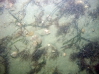 Image of seabed - photo.