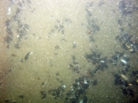 Image of seabed - photo.