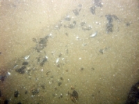 Image of seabed - photo.