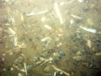 Image of seabed - photo.