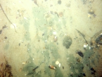 Image of seabed - photo.