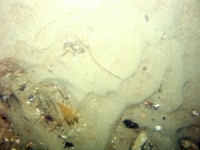 Image of seabed - photo.