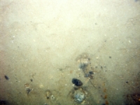 Image of seabed - photo.