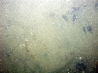 Image of seabed - photo.