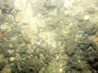 Image of seabed - photo.