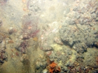 Image of seabed - photo.