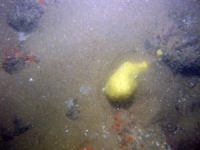 Image of seabed - photo.