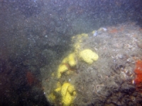 Image of seabed - photo.